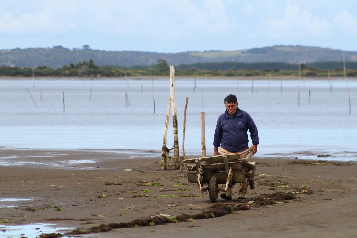 Conoce acá a los beneficiarios del programa de recuperación de la producción de alga pelillo