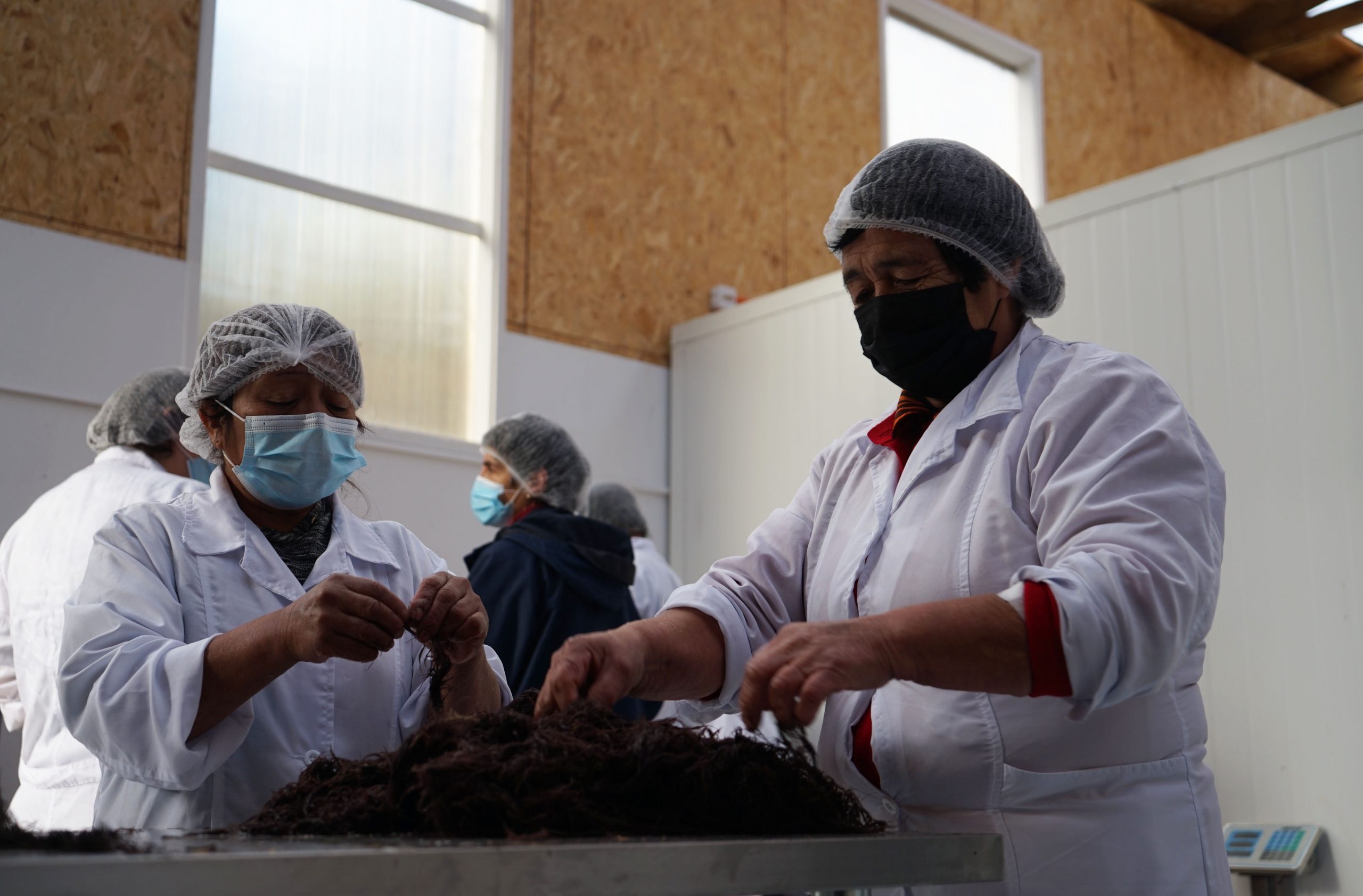 Caramelos y postres naturales: algueras chilotas innovan en la elaboración de alimentos saludables en base a agar-agar